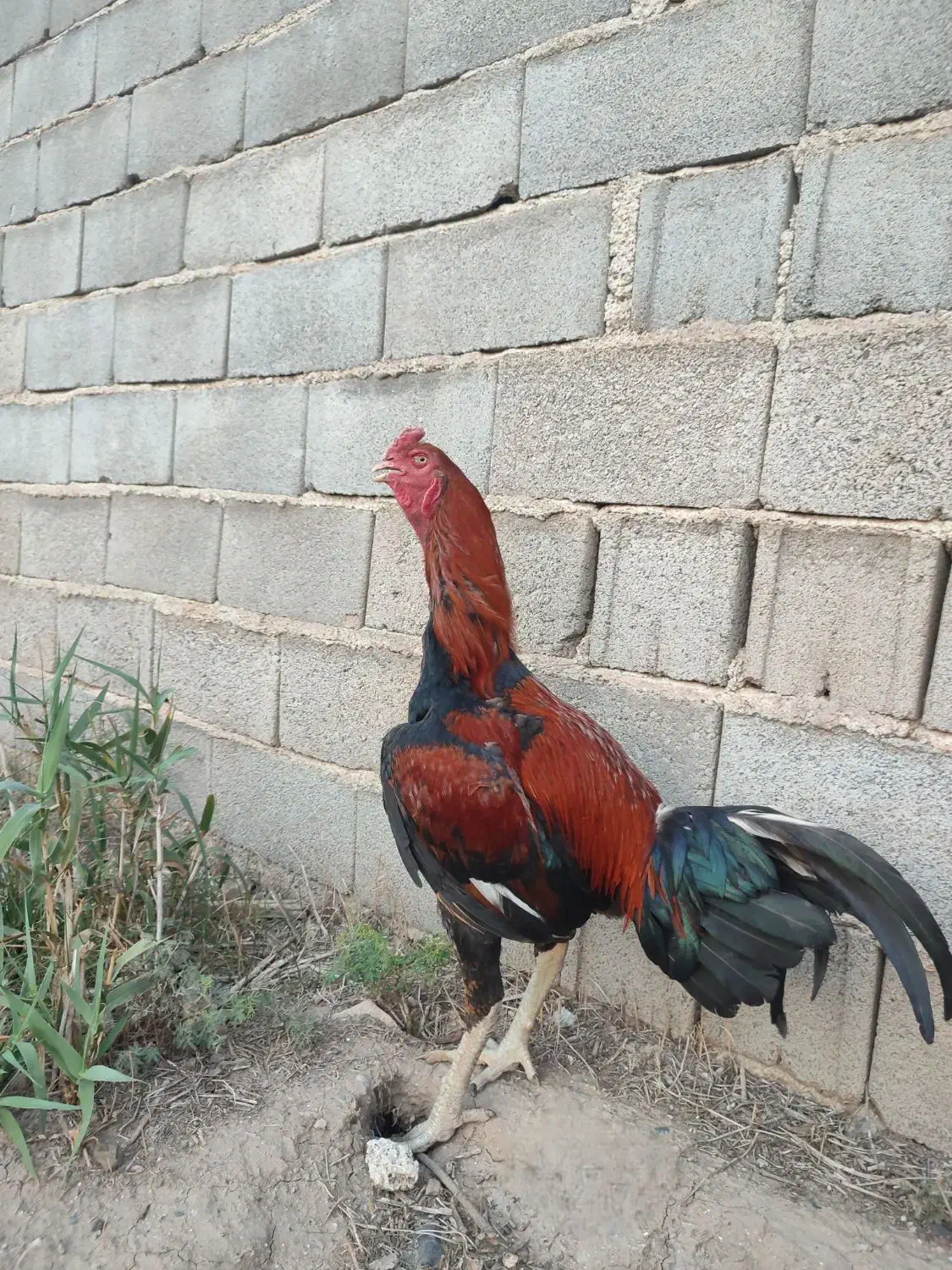 مرغ و ۹ تا جوجه لاری اصیل افغان|حیوانات مزرعه|آق قلا, |دیوار