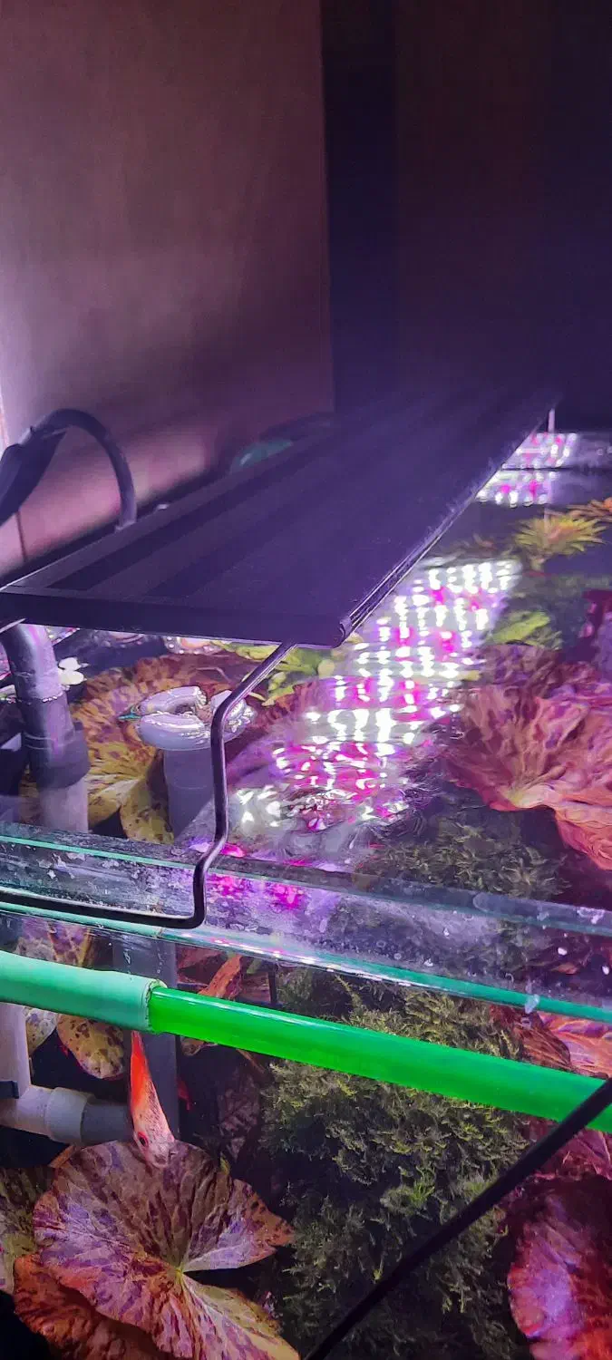 نور آکواریوم گیاهی و آب شیرین کوان لانگ|ماهی|اصفهان, برازنده|دیوار