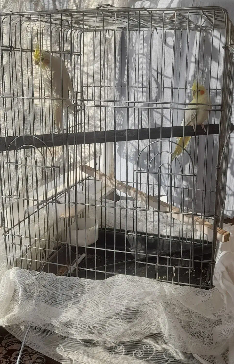 دوعدد عروس هلندی فروشی با قفس|پرنده|ابهر, |دیوار