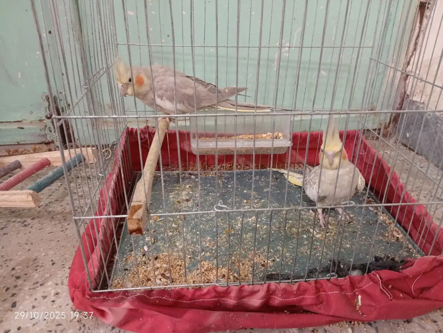 عروس هلندی نرو ماده جوان و سرحال همراه با قفس|پرنده|بدره, |دیوار