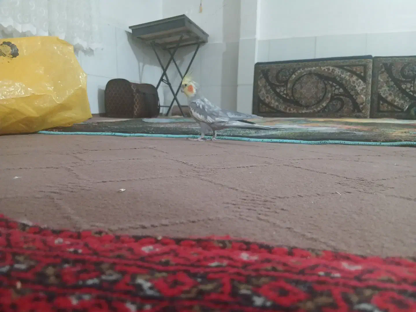 عروس هلندی جفت تخم گذار|پرنده|خمین, |دیوار