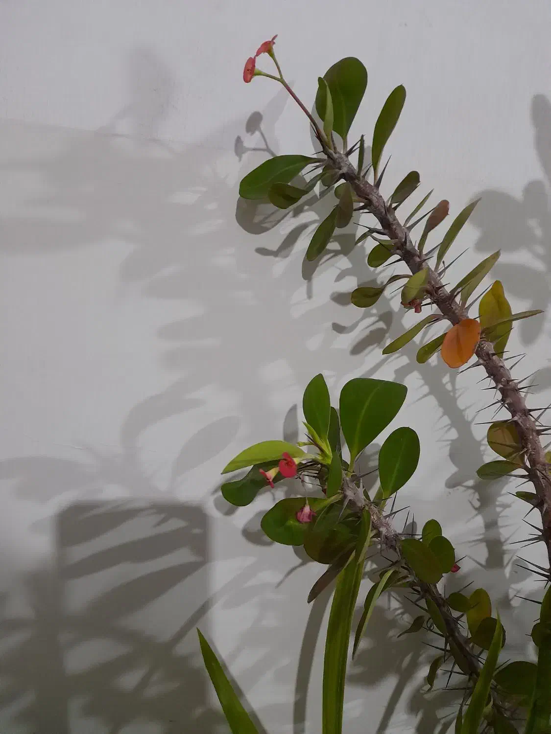 گل مرجان زیبا.|گل و گیاه طبیعی|زبرخان, |دیوار