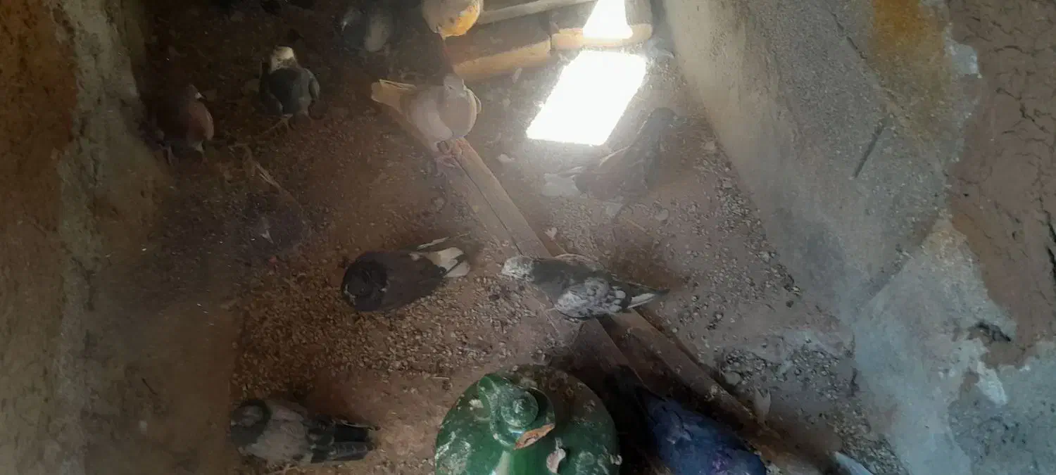 کبوتر|پرنده|ایوان, |دیوار