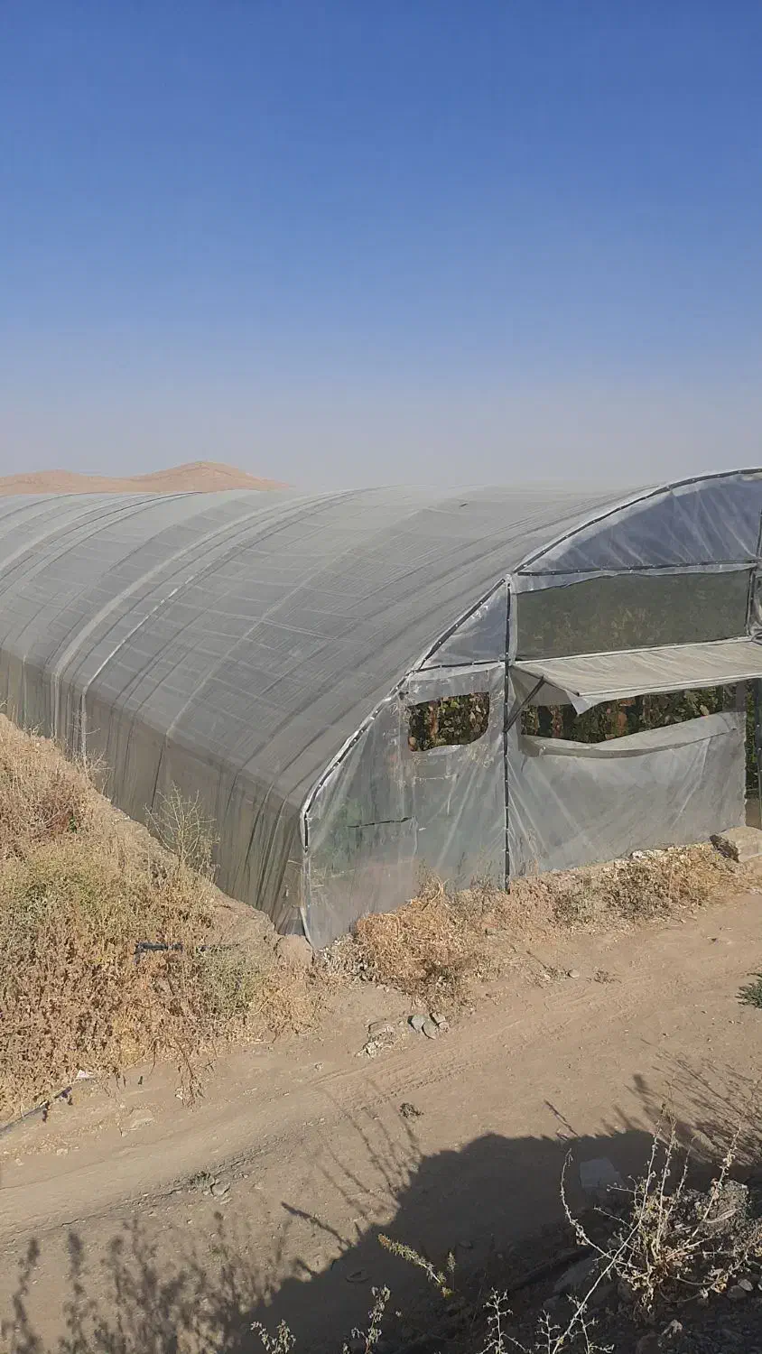 گلخانه طونلی ۲ عدد|فروش دفتر صنعتی، کشاورزی، تجاری|قلندر آباد, |دیوار