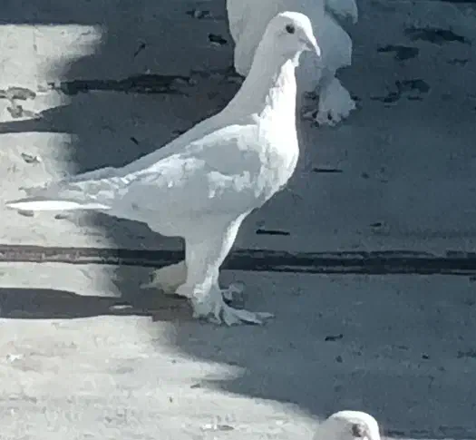 کبوتر لوتی|پرنده|تبریز, |دیوار