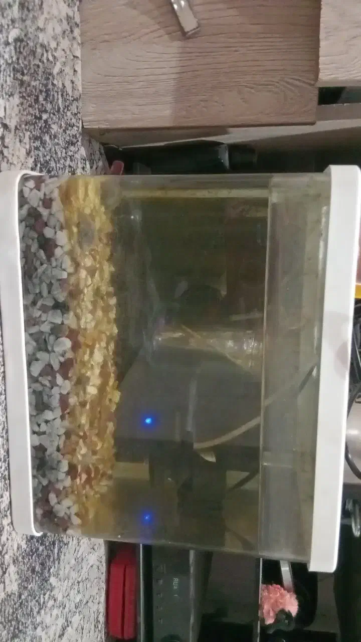 اگواریوم|ماهی|بندرعباس, |دیوار