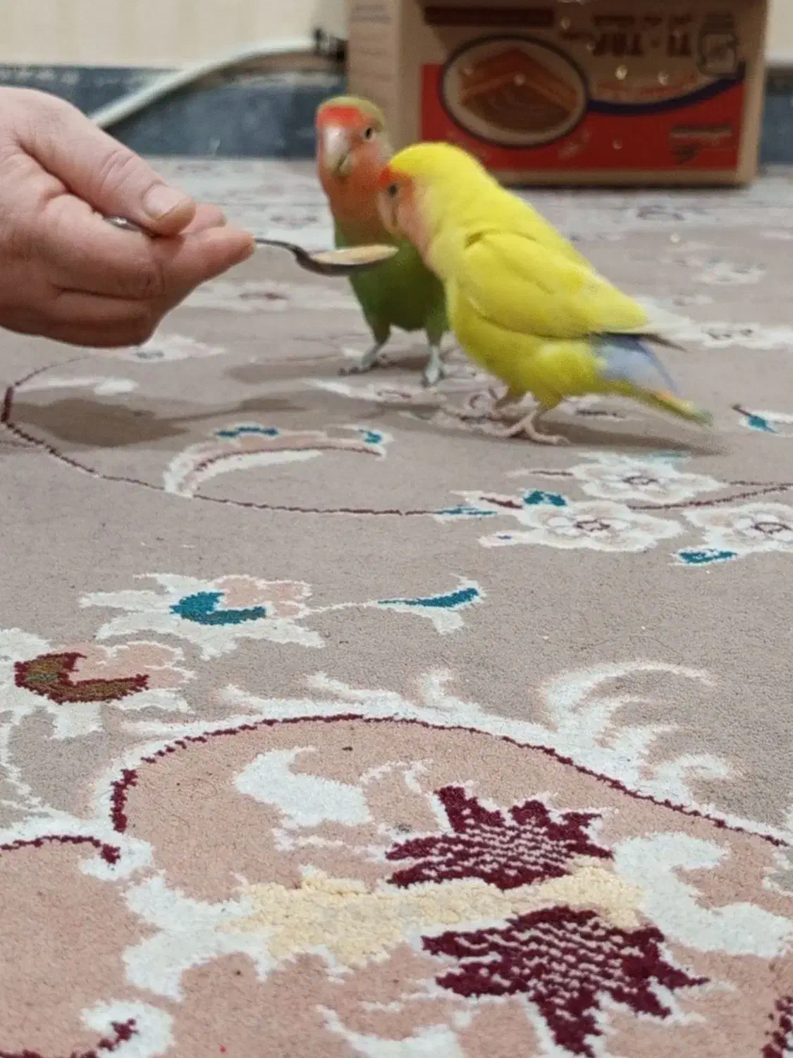 طوطی برزیلی|پرنده|ماهدشت, |دیوار