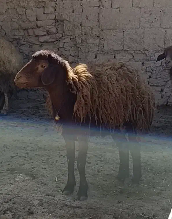 گوسفند|حیوانات مزرعه|فولادشهر, فولادشهر|دیوار