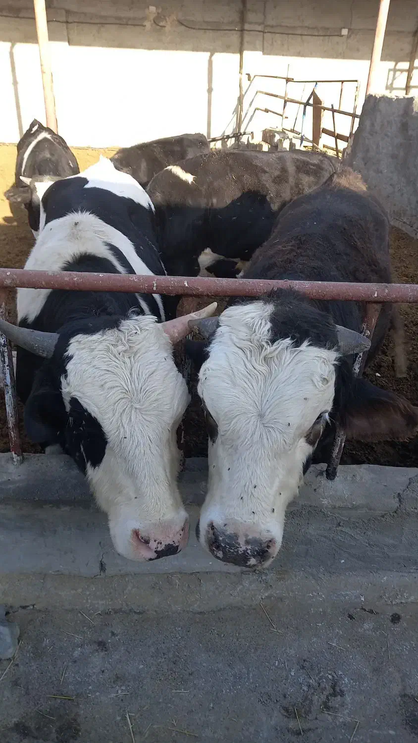 گوساله چاق|حیوانات مزرعه|پیر بکران, |دیوار