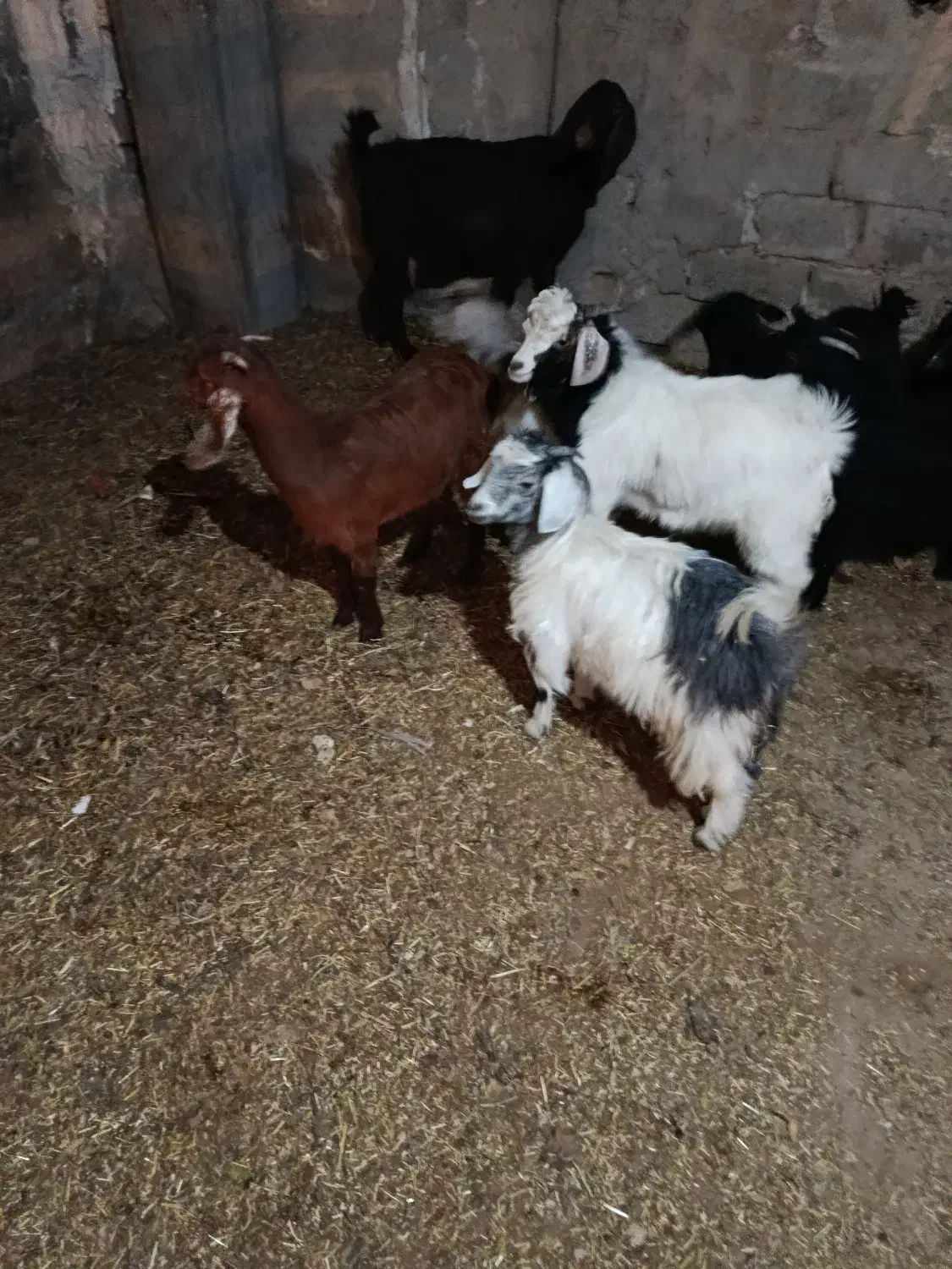 بزغاله|حیوانات مزرعه|ملکان, |دیوار