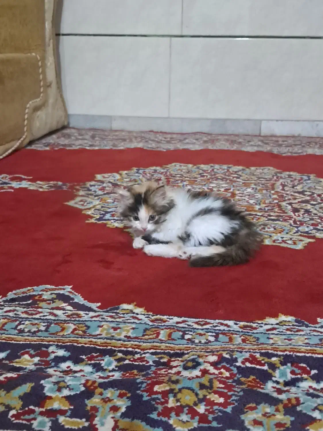 گربه خانگی|گربه|یزدان شهر, |دیوار