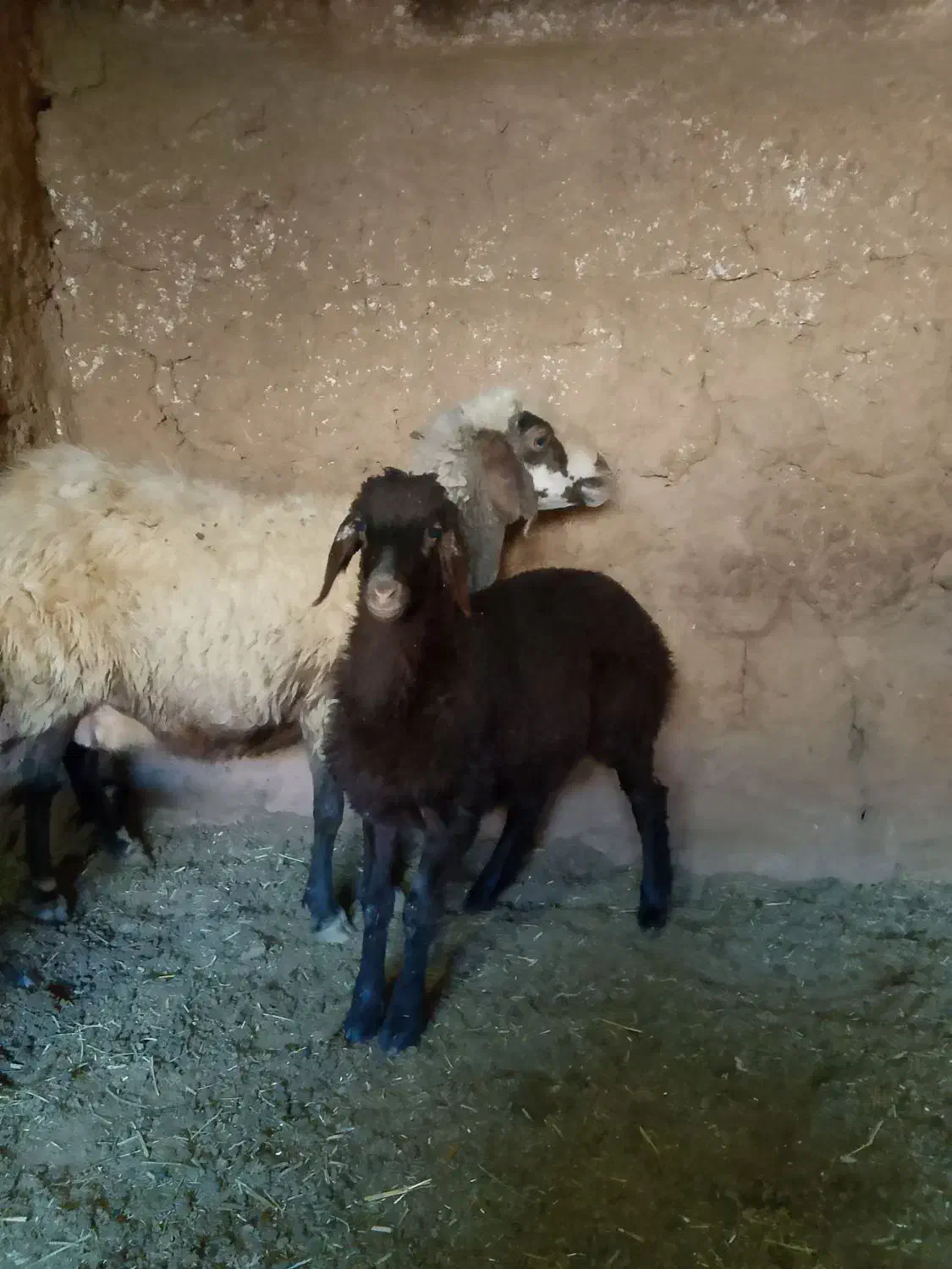 میش بره تعداد ۴راس چاق جوان|حیوانات مزرعه|تربت جام, امام|دیوار