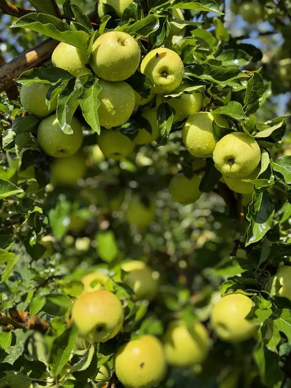 تولید انبوه گردوبادام و میوه درنهالستان غرب|خدمات باغبانی و درختکاری|ماکو, |دیوار