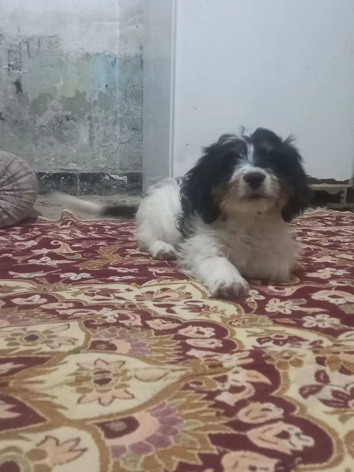 توله نر پاکوتاه|سگ|زابل, |دیوار