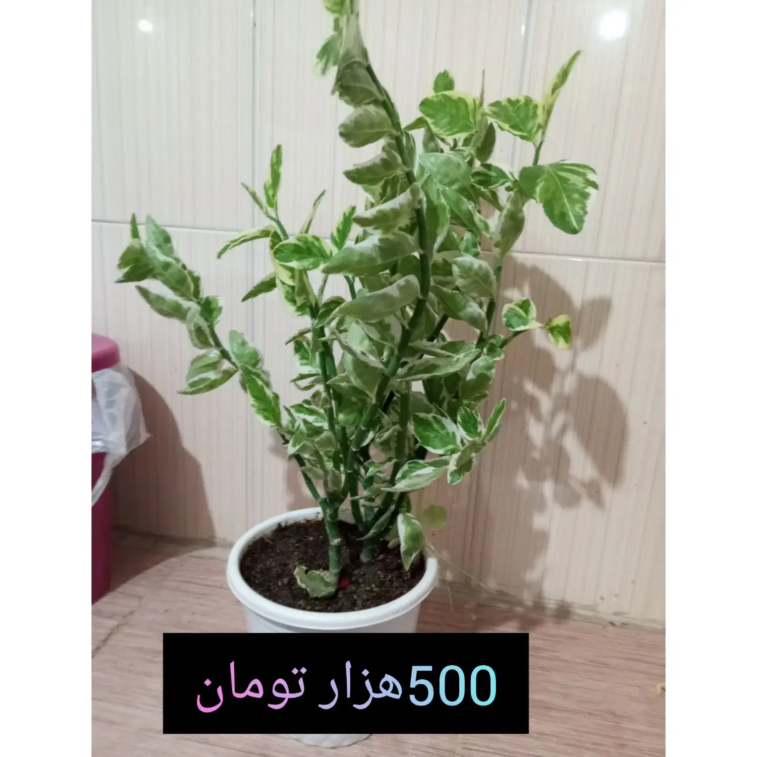 گل طبیعی|گل و گیاه طبیعی|دیواندره, |دیوار