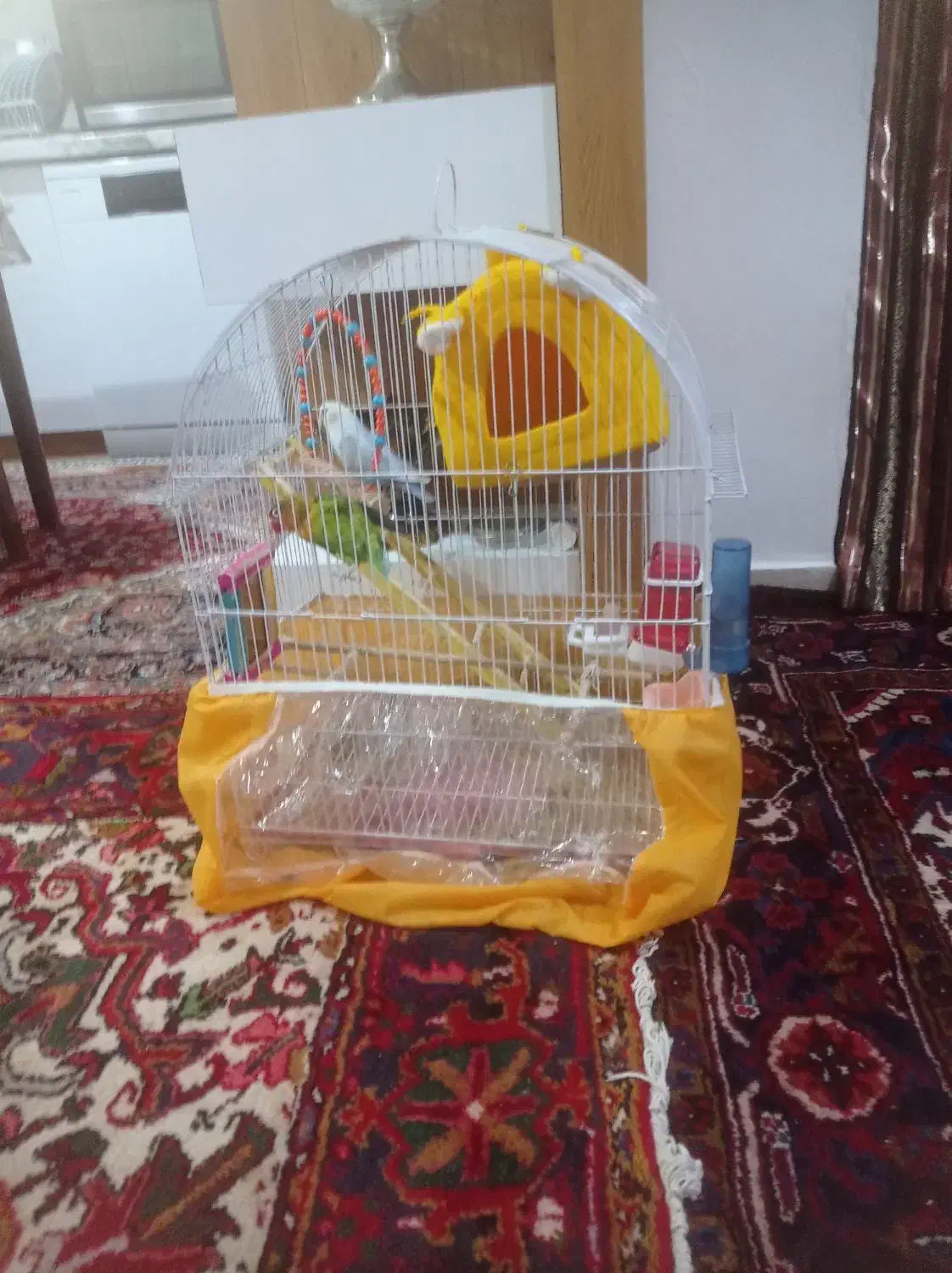 طوطی نر و ماده|پرنده|تبریز, |دیوار