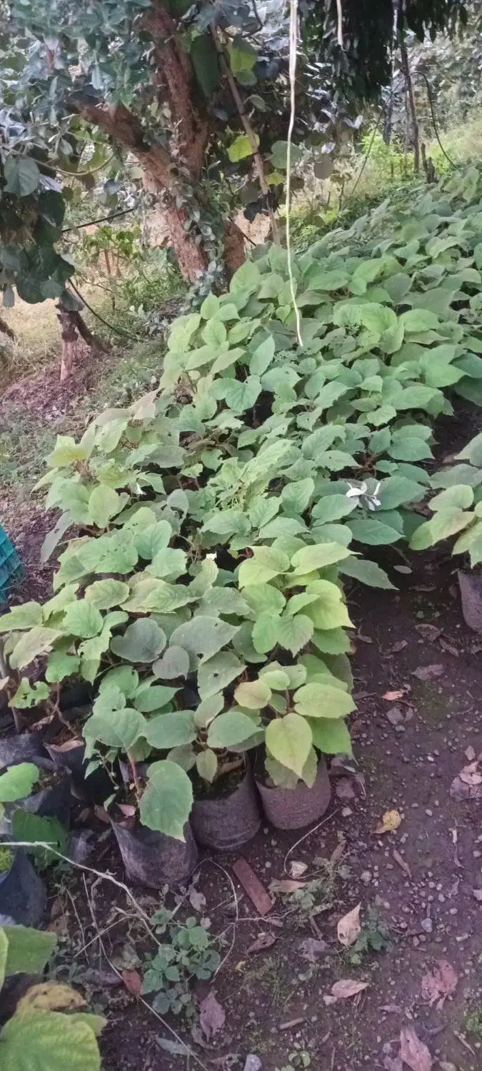 نهال کیوی تلخ|گل و گیاه طبیعی|چوبر, |دیوار