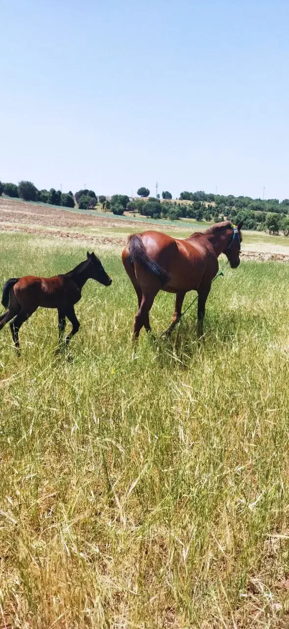یک عد ماین با ماده|اسب و تجهیزات اسب‌سواری|سقز, |دیوار