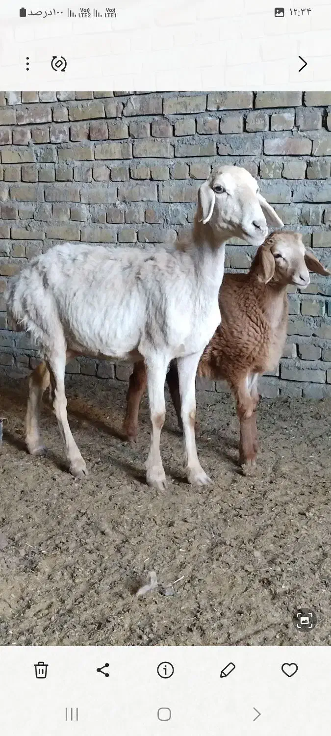 میش زاییده جوان|حیوانات مزرعه|تربت جام, جامرود|دیوار