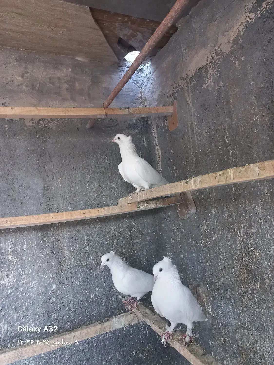 کبوتر رنگی|پرنده|قم, بیست متری ولیعصر|دیوار