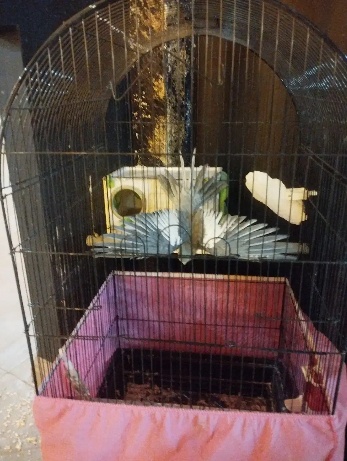 2جفت عروس هلندی مولد|پرنده|قرچک, مهدیه|دیوار