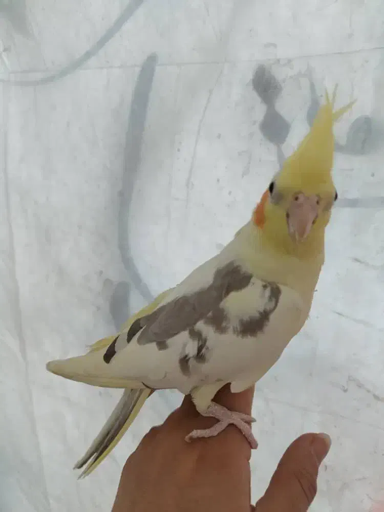 عروس هلندی|پرنده|ابریشم, |دیوار