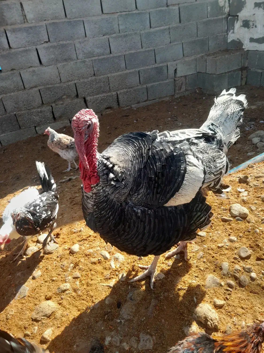 محلی|حیوانات مزرعه|فسا, |دیوار