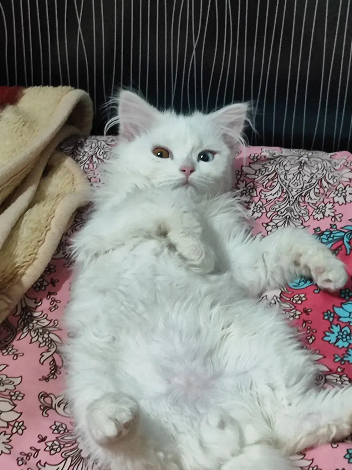 گربه پرشین عروسکی چشم دو رنگ|گربه|تبریز, |دیوار