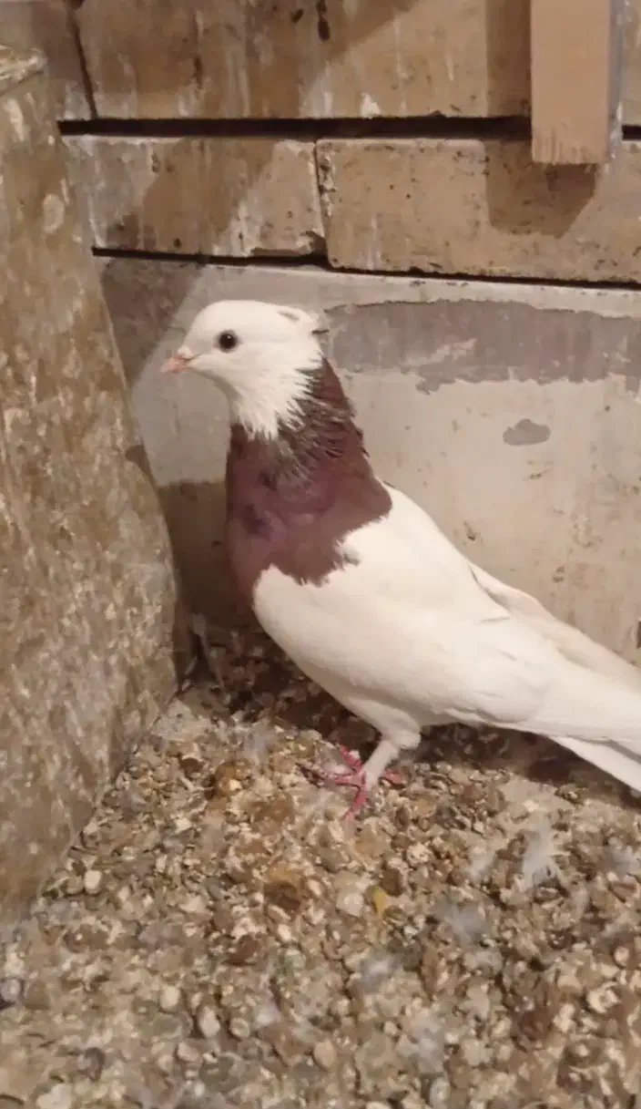 کبوتر|پرنده|رفسنجان, |دیوار