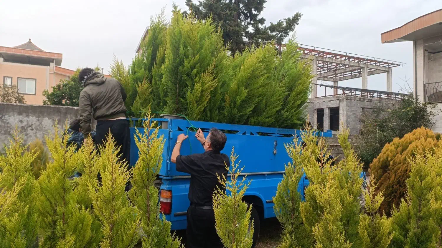 سرو لاوسون|گل و گیاه طبیعی|ماسال, |دیوار