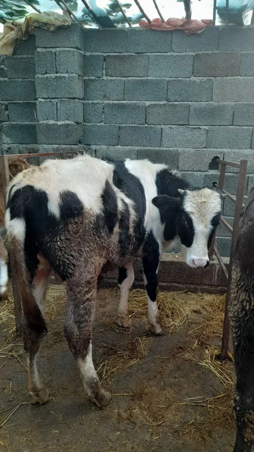 گاو نر هلشتین|حیوانات مزرعه|واجارگاه, |دیوار