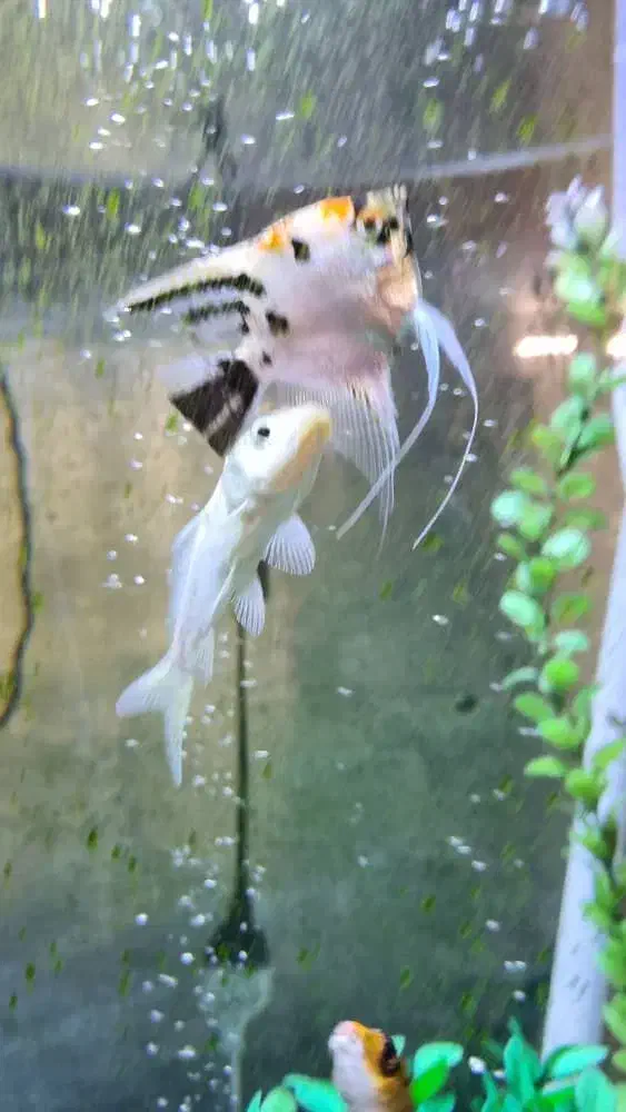 ماهی آلمانی|ماهی|مشهد, شهید فرامرز عباسی|دیوار