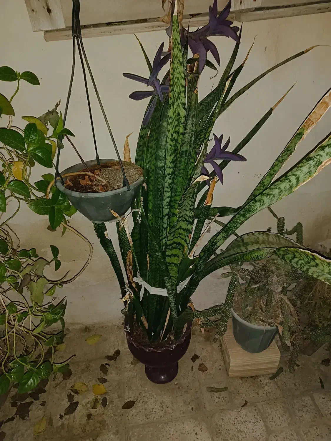 فروش تعدادی گل|گل و گیاه طبیعی|بندرعباس, |دیوار