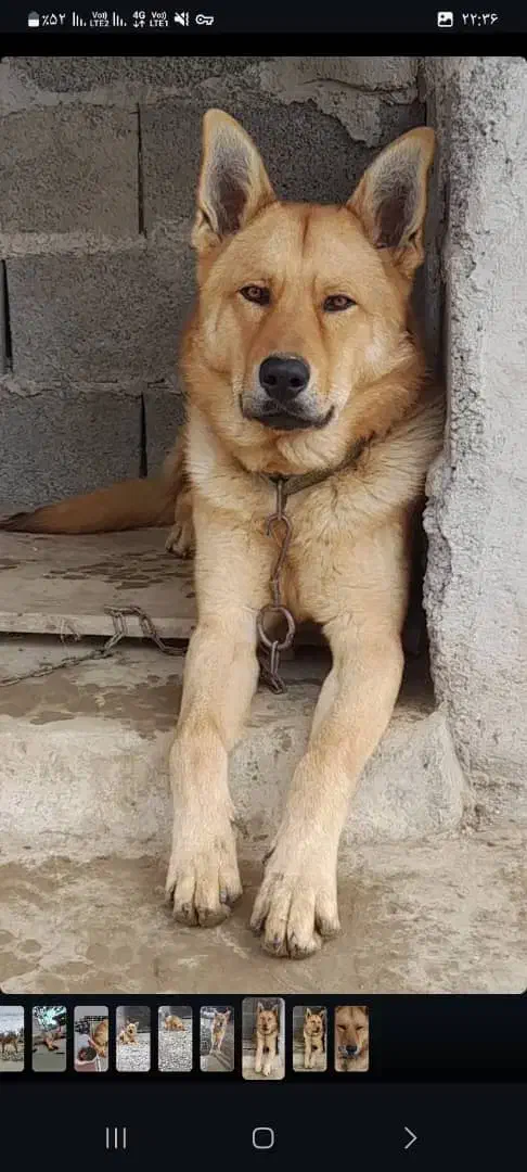 سگ ژرمن نر|سگ|شفت, |دیوار