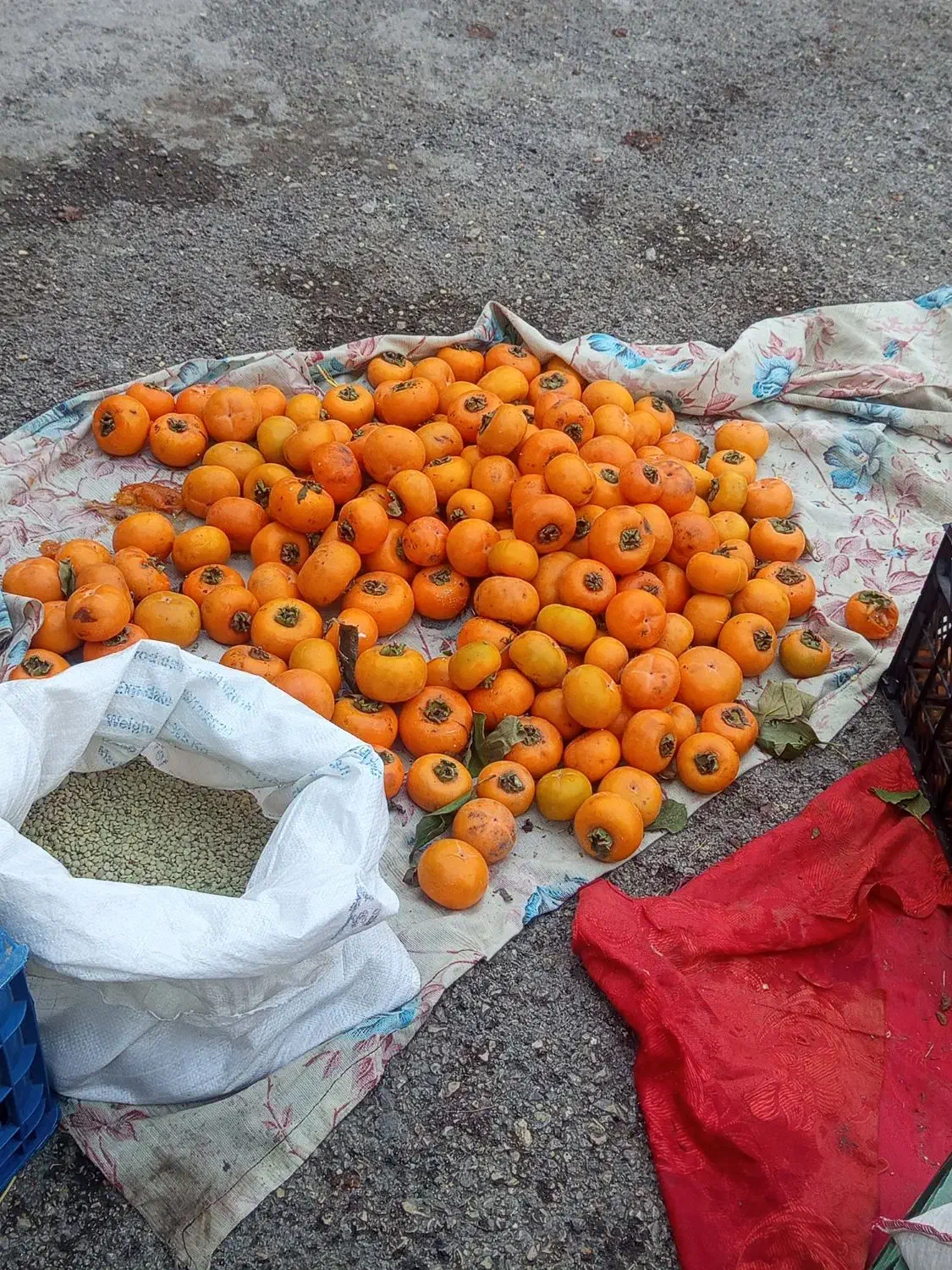 خرمالو تازه شمال ازگیل|حراج|اردبیل, |دیوار