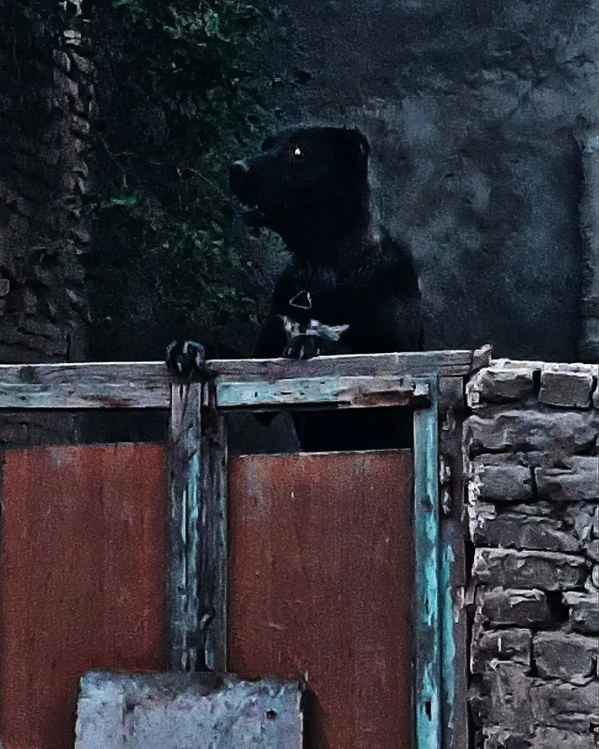 سگ افغان خوشتیپ به شرط همه چی|سگ|مشهد, همت آباد|دیوار