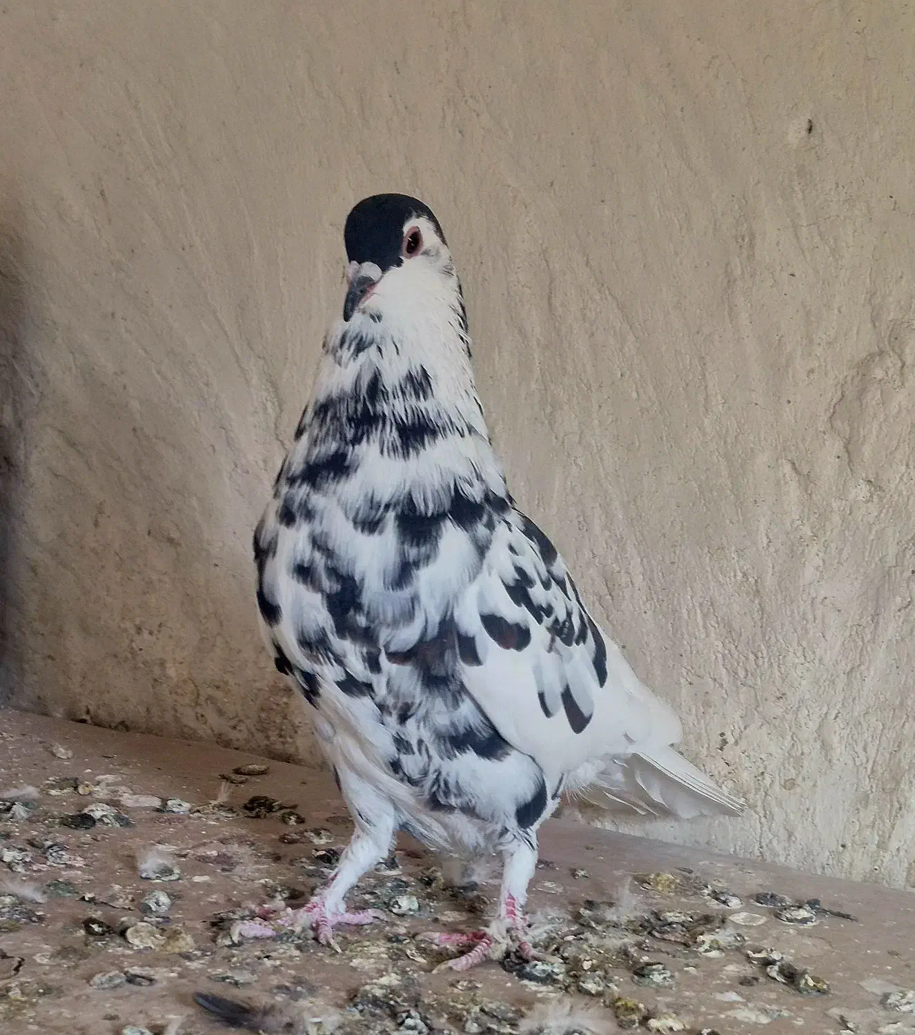 کبوتر نقش و رنگی|پرنده|فولادشهر, فولادشهر|دیوار