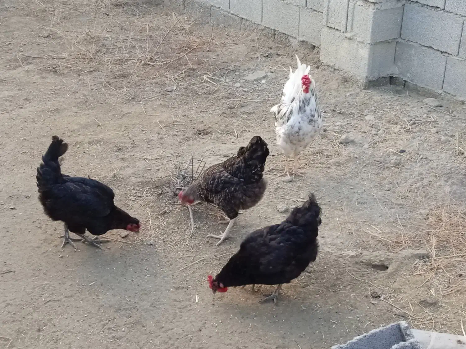 مرغ و خروس|حیوانات مزرعه|گمیشان, |دیوار