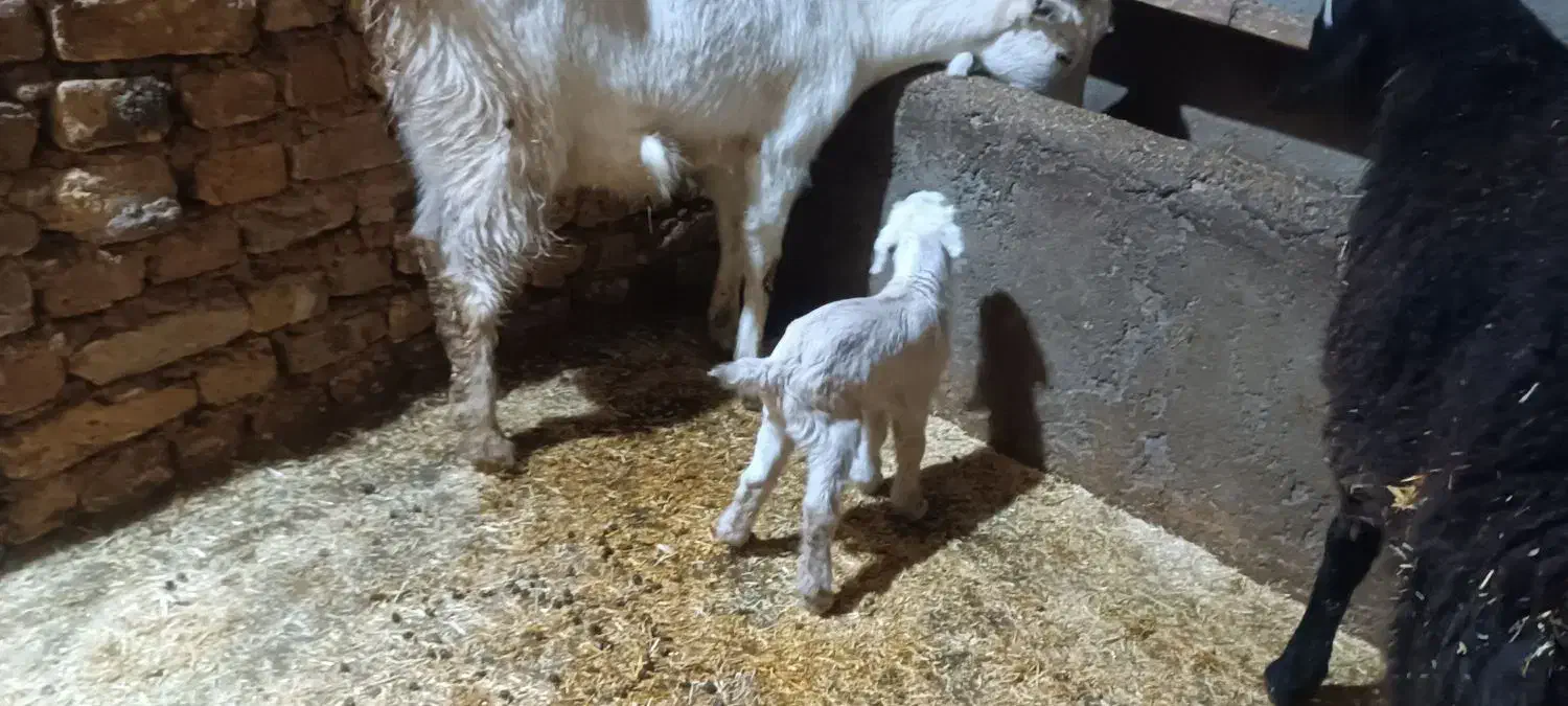 فروش بز سانن|حیوانات مزرعه|اسفرورین, |دیوار