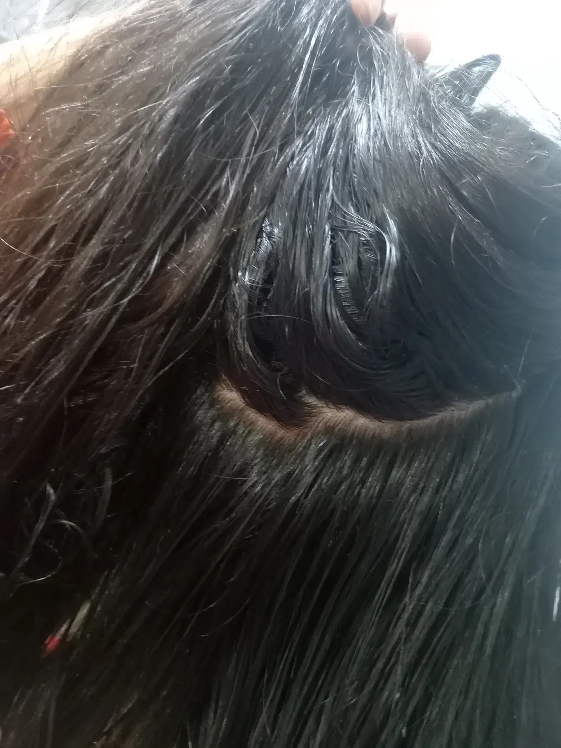 پاکسازی شپش ورشک|خدمات آرایشگری و زیبایی|سبزوار, شرق کال میانی|دیوار