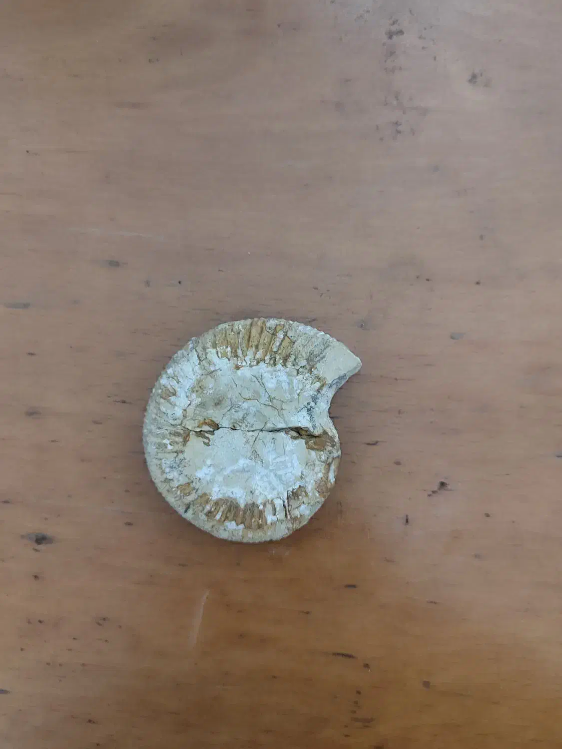 فسیل|کلکسیون اشیاء عتیقه|تهران, مختاری|دیوار