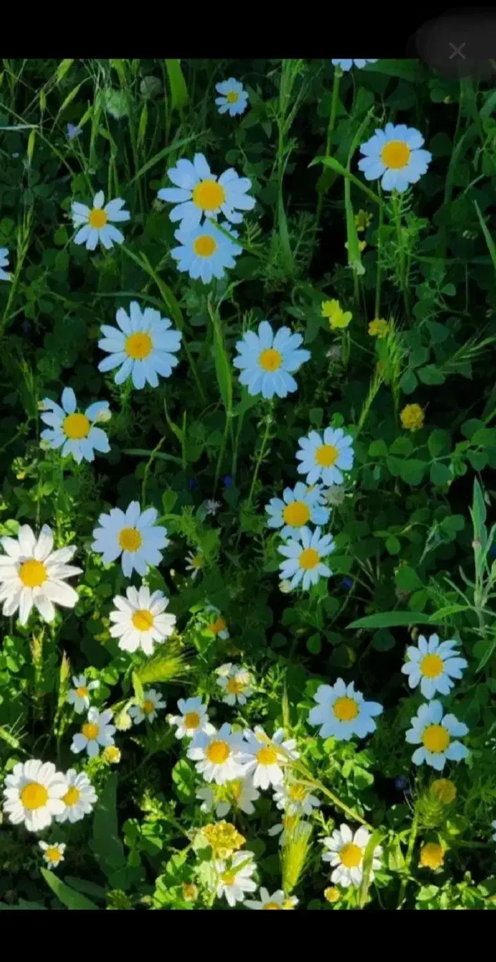 رهنمایی|فعالیت داوطلبانه|اهواز, پردیس|دیوار