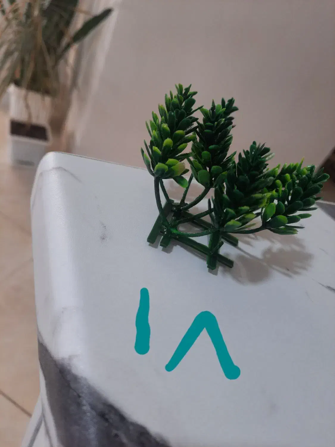 ماهی آکواریومی گیاه خوار ارزان ترازهمه جا|ماهی|فردیس, فردیس|دیوار