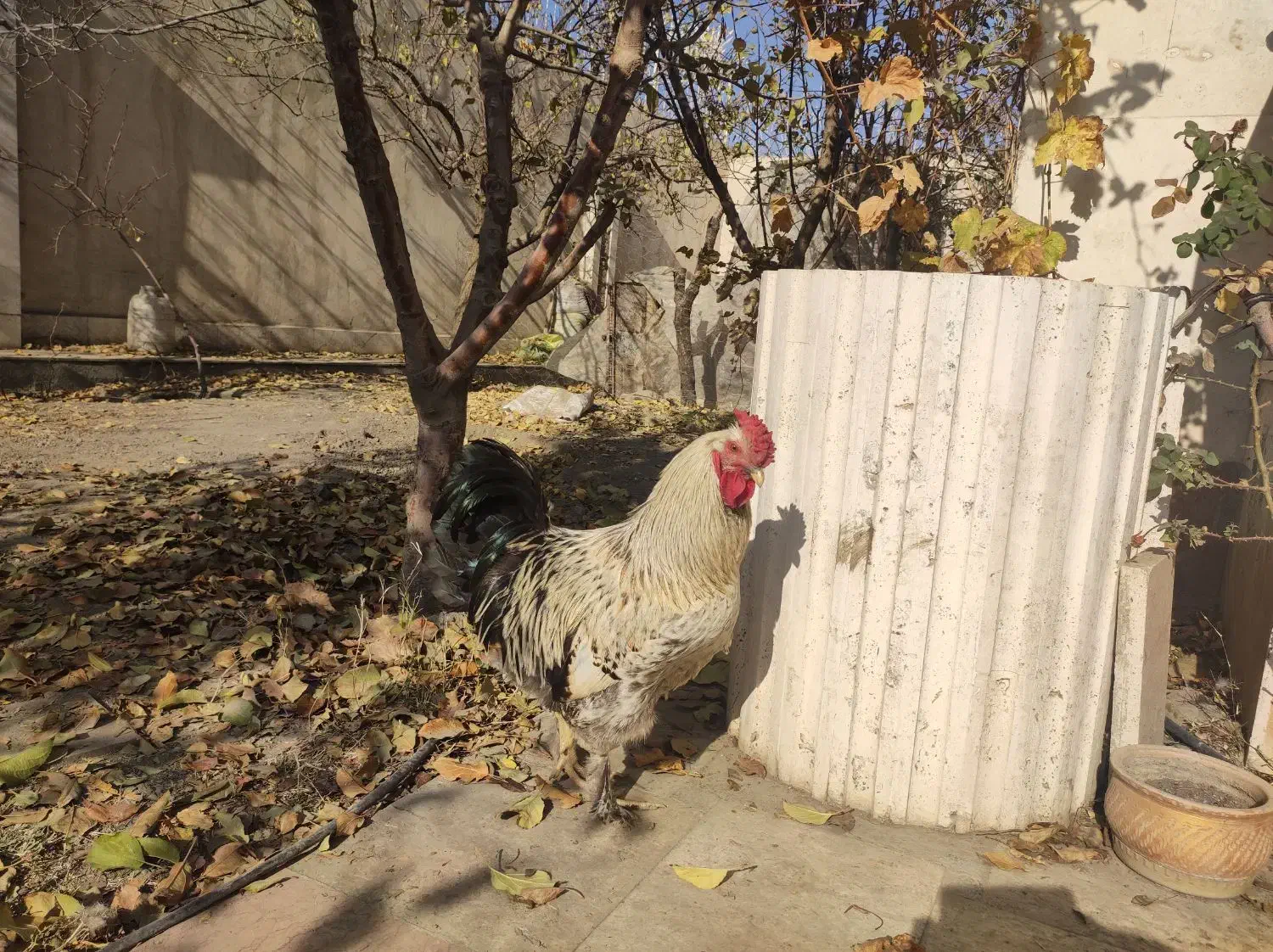 معاوضه خروس بامرغ|حیوانات مزرعه|مشهد, کاظم آباد|دیوار