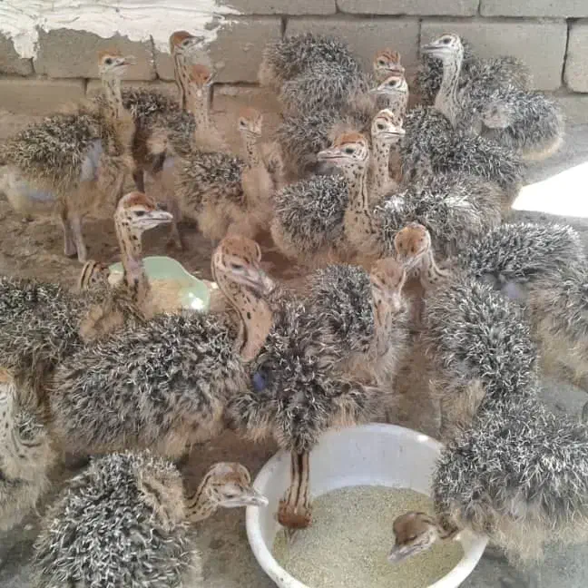 فروش جوجه شترمرغ|حیوانات مزرعه|شریفآباد, |دیوار