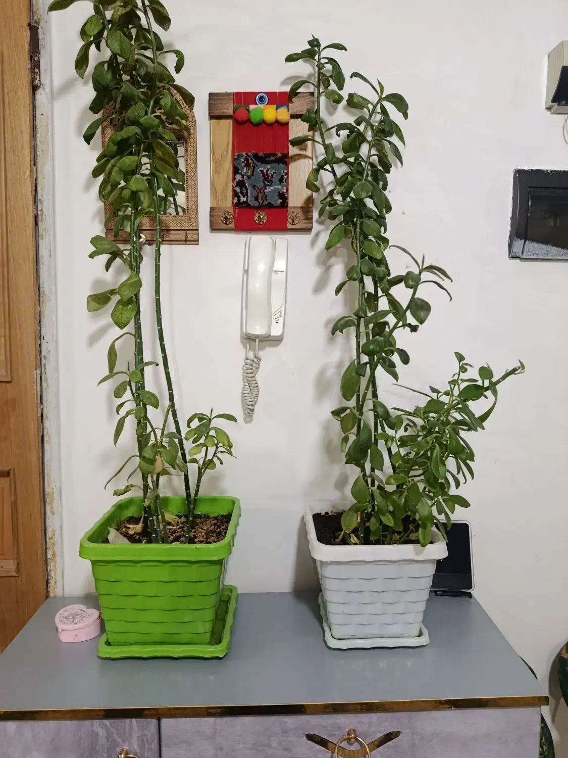 گل زیبا|گل و گیاه طبیعی|یاسوج, |دیوار