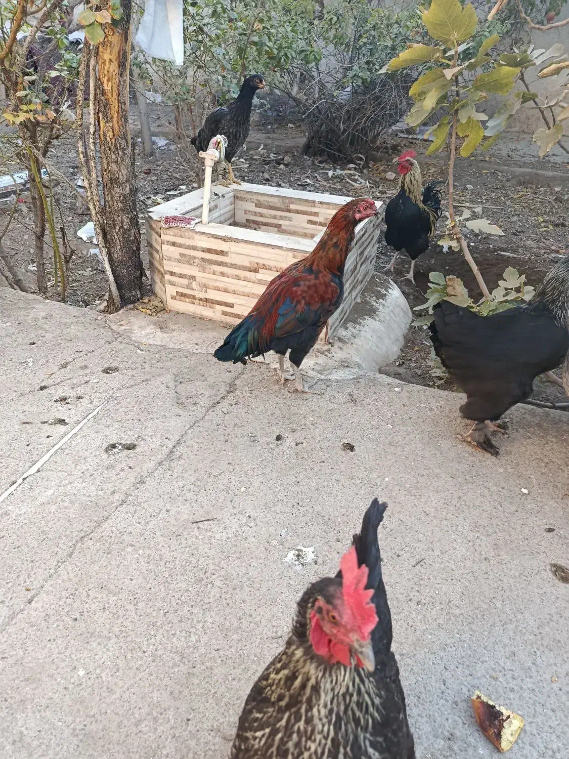 مرغ خروس لاری|حیوانات مزرعه|سبزوار, امیر کبیر|دیوار