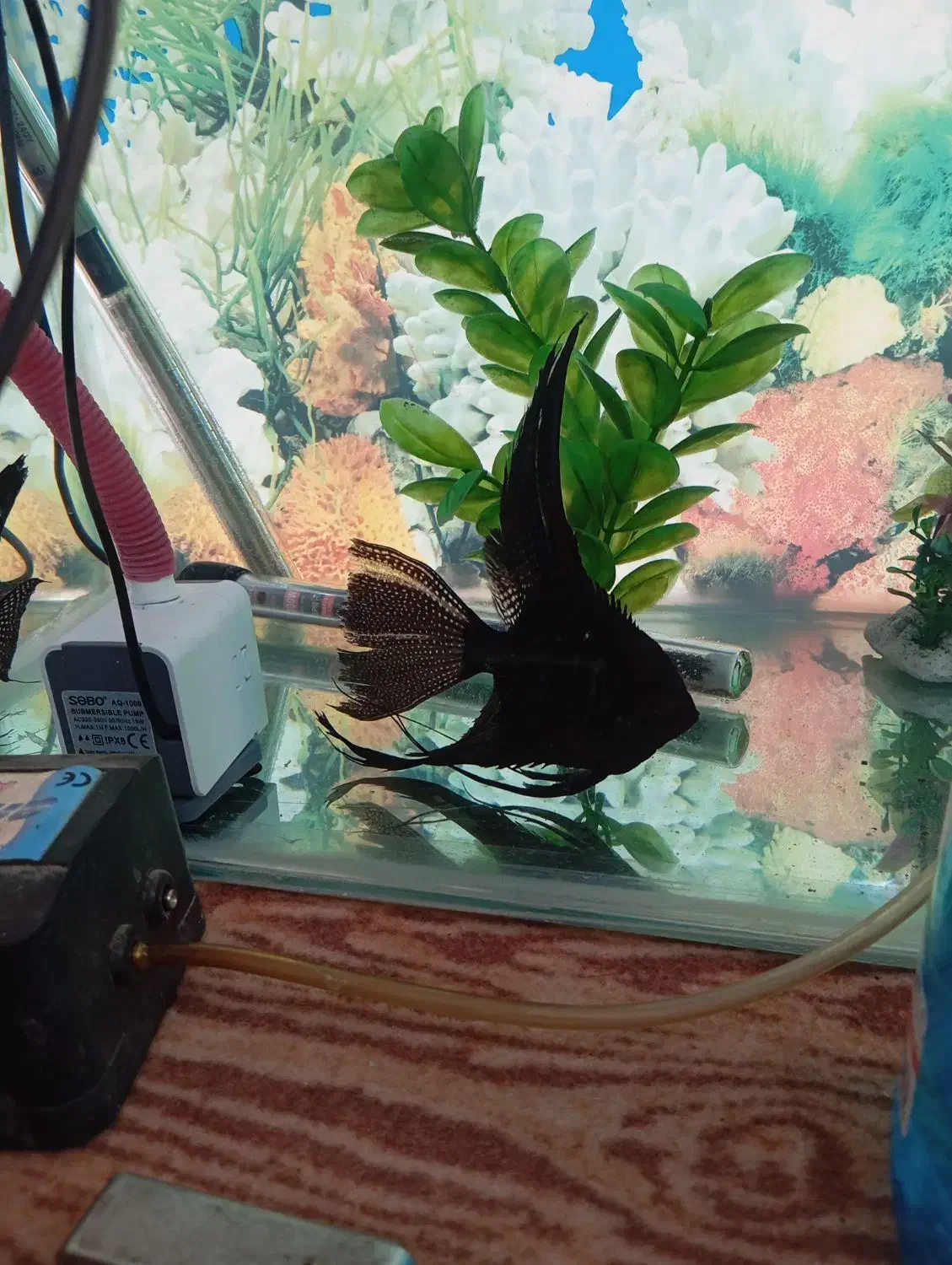 انجل سوپر باله وارداتی|ماهی|کنگاور, |دیوار