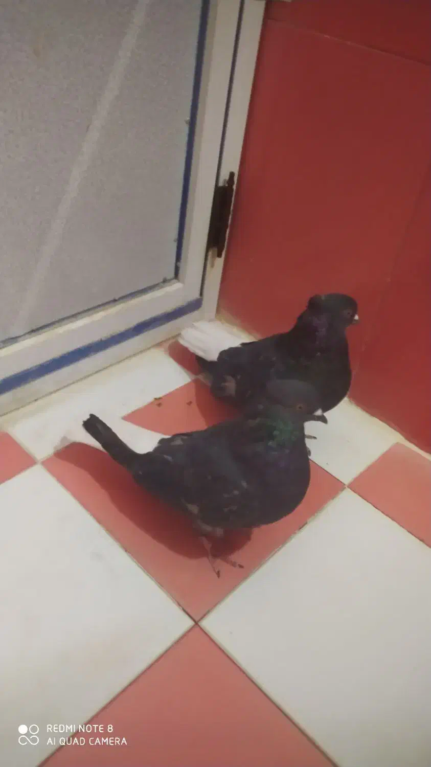 یک جفت کبوتر سیاه دمسفید اشعل|پرنده|دهدشت, |دیوار