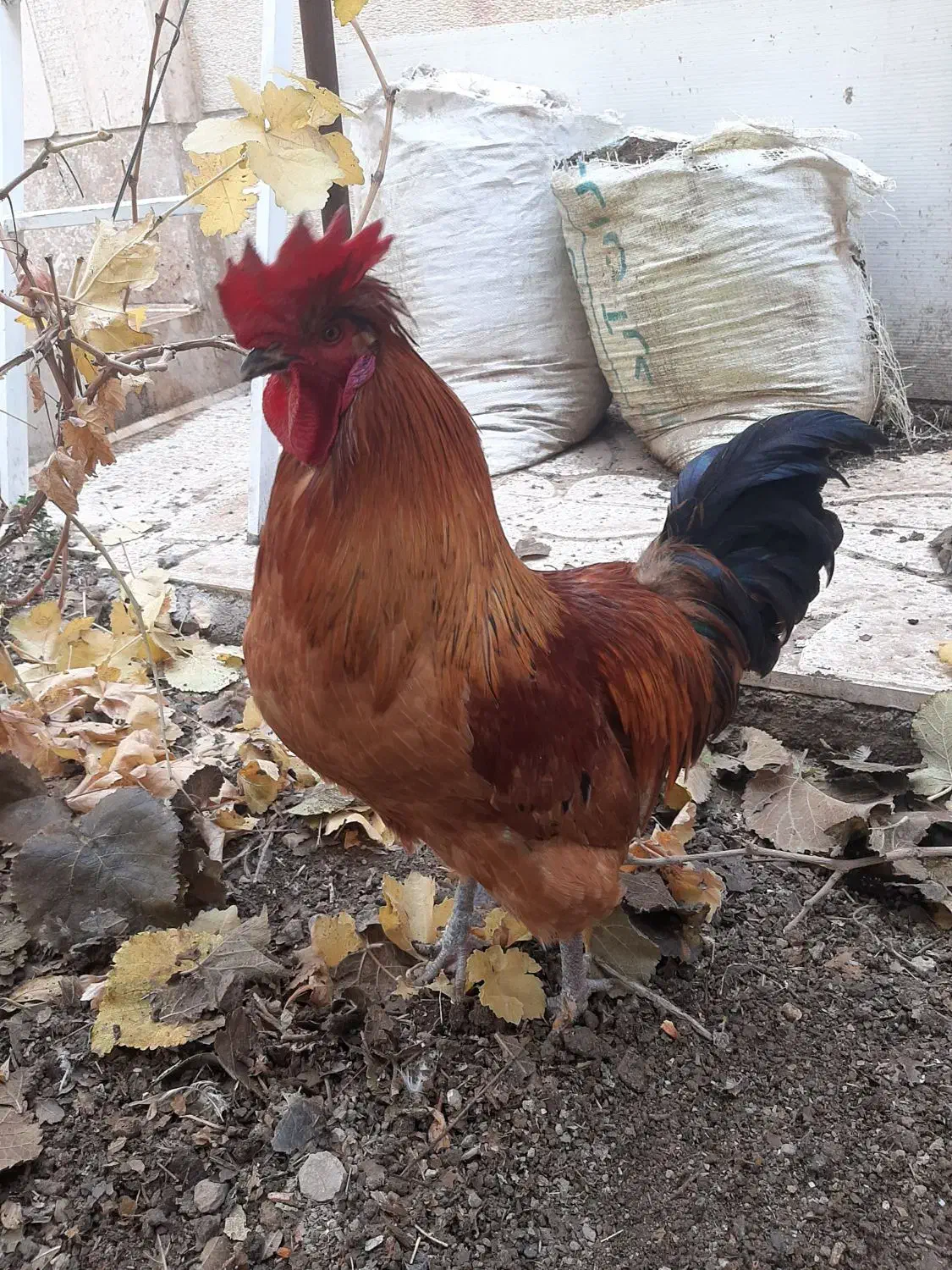 خروس محلی جوان|حیوانات مزرعه|پرند, فاز ۳|دیوار